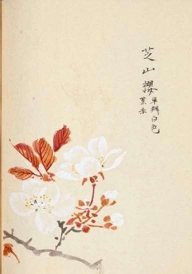 日本樱花画画(樱花画集)