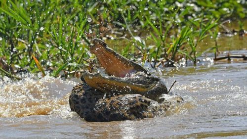 巴西美洲虎河中恶斗凯门鳄 成功干死对方饱餐一顿