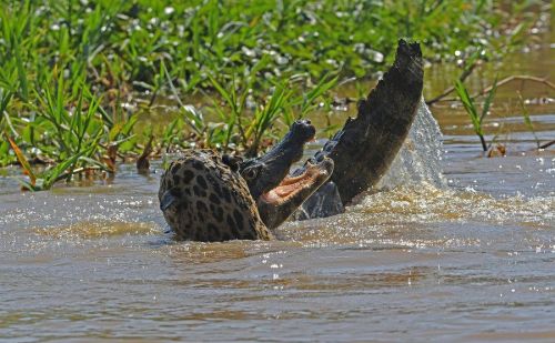 巴西美洲虎河中恶斗凯门鳄 成功干死对方饱餐一顿