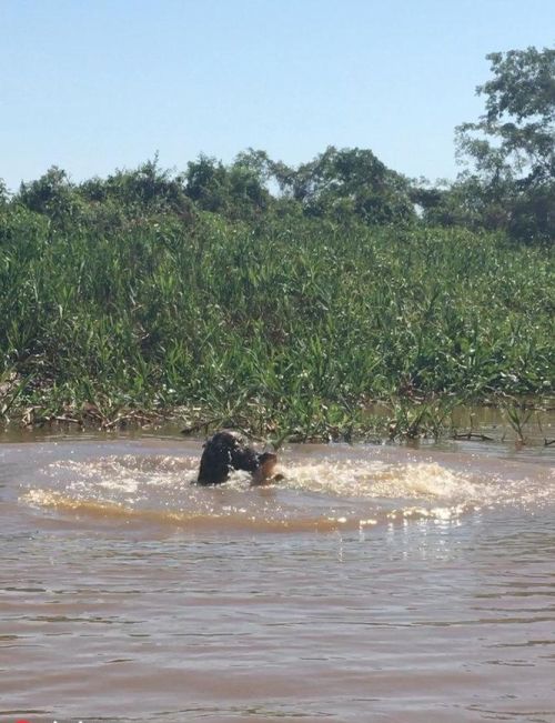 巴西美洲虎河中恶斗凯门鳄 成功干死对方饱餐一顿