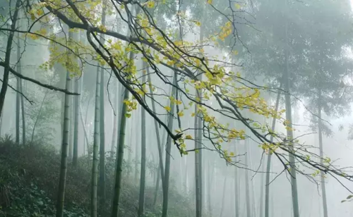 山居秋暝中的春芳歇指什么(山居秋暝 春芳)