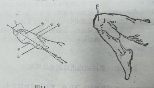 截拳道腿法攻击界位及适用范围是什么(截拳道腿法攻击界位及适用范围是)