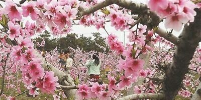 桃花树下桃花约(桃花树下什么意思)