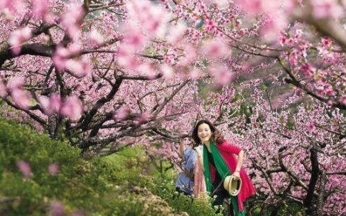 桃花树下桃花约(桃花树下什么意思)