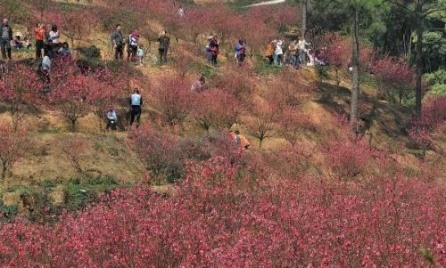 桃花树下桃花约(桃花树下什么意思)