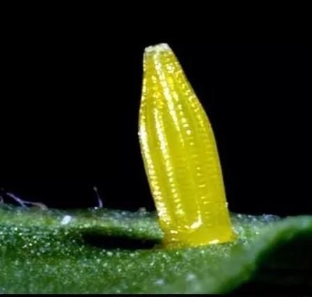 蝴蝶的一生经历了卵幼虫蛹成虫四个阶段对吗(蝴蝶从卵到蝴蝶的过程)