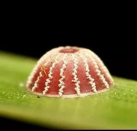 蝴蝶的一生经历了卵幼虫蛹成虫四个阶段对吗(蝴蝶从卵到蝴蝶的过程)