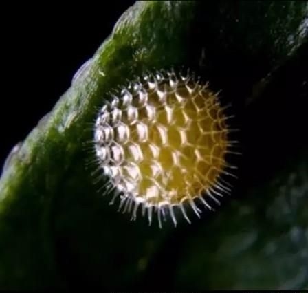 蝴蝶的一生经历了卵幼虫蛹成虫四个阶段对吗(蝴蝶从卵到蝴蝶的过程)