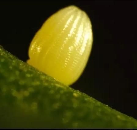 蝴蝶的一生经历了卵幼虫蛹成虫四个阶段对吗(蝴蝶从卵到蝴蝶的过程)