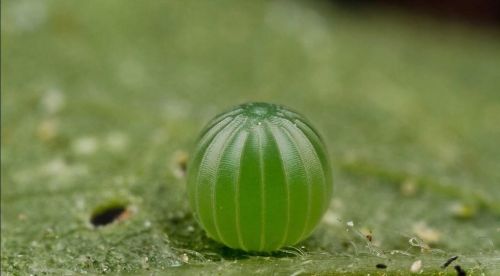 蝴蝶的一生经历了卵幼虫蛹成虫四个阶段对吗(蝴蝶从卵到蝴蝶的过程)