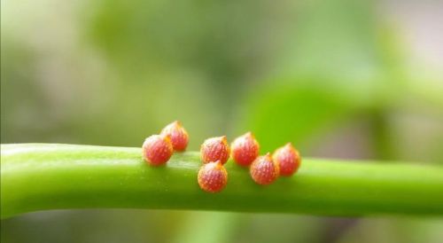 蝴蝶的一生经历了卵幼虫蛹成虫四个阶段对吗(蝴蝶从卵到蝴蝶的过程)