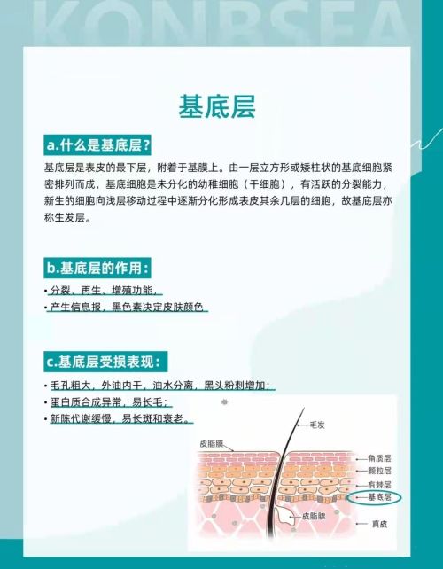 表皮皮肤结构图(皮肤表皮层的结构及作用)