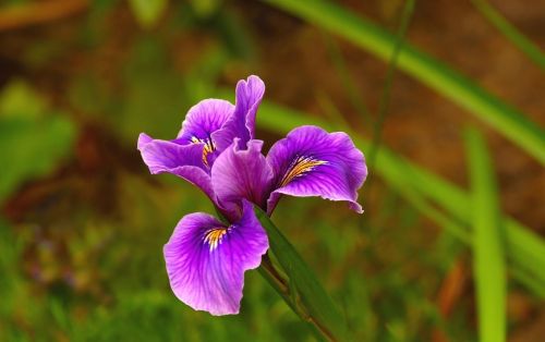 春风得意,走马观花(春风得意走马观花成语故事)