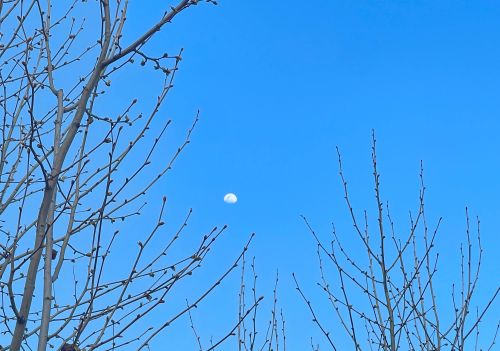 蓝天上有月亮扩写句子(蓝天上白云是什么歌曲)