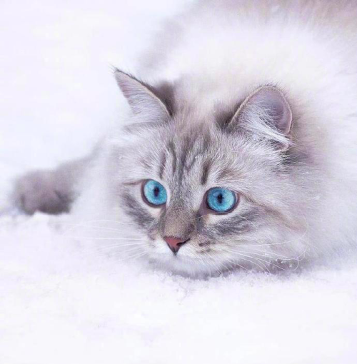 西伯利亚猫是什么品种?(西伯利亚猫的特征)