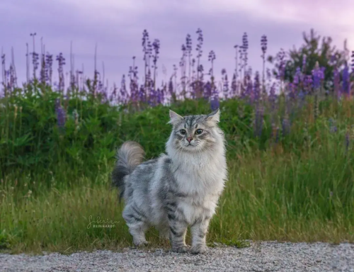 西伯利亚猫是什么品种?(西伯利亚猫的特征)