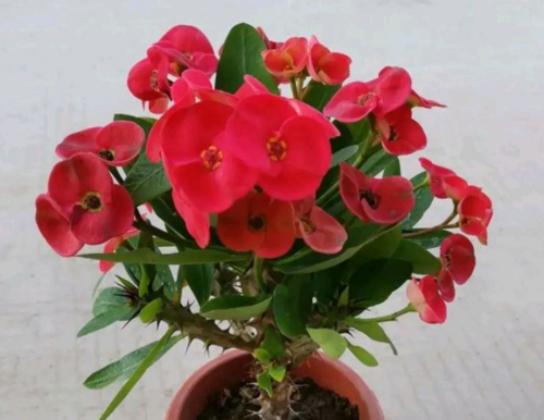 开红花的盆栽植物(开红花的盆景有哪些)
