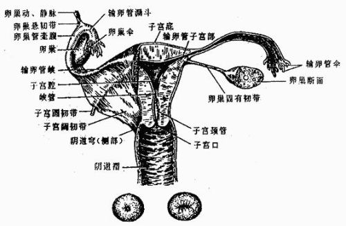 人体解剖学女性生殖系统电子教案(人体解剖学女性生殖系统PPT课件)