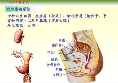 人体解剖学女性生殖系统电子教案(人体解剖学女性生殖系统PPT课件)