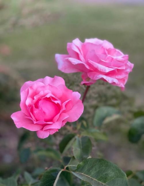 粉红色的玫瑰花代表什么意思呢?(粉红色的玫瑰花语是什么意思)