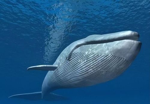 最大的海洋动物蓝鲸(海洋最大的蓝鲸)