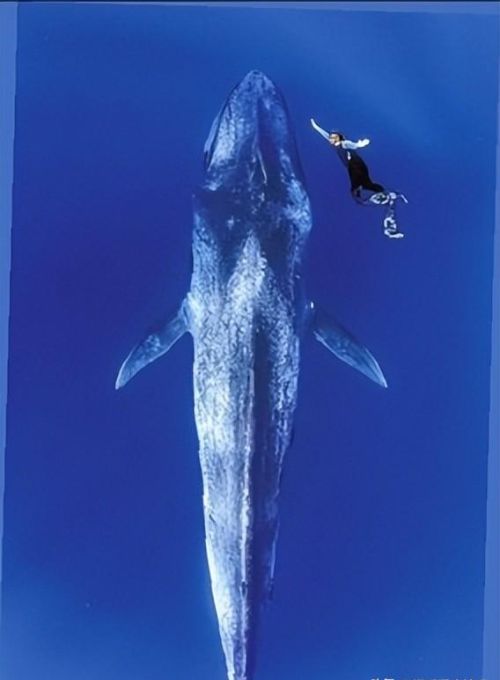 最大的海洋动物蓝鲸(海洋最大的蓝鲸)
