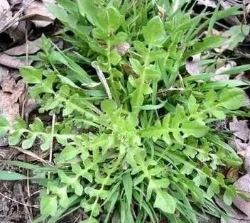 与荠菜长得很像的菜(和荠菜很像的植物)