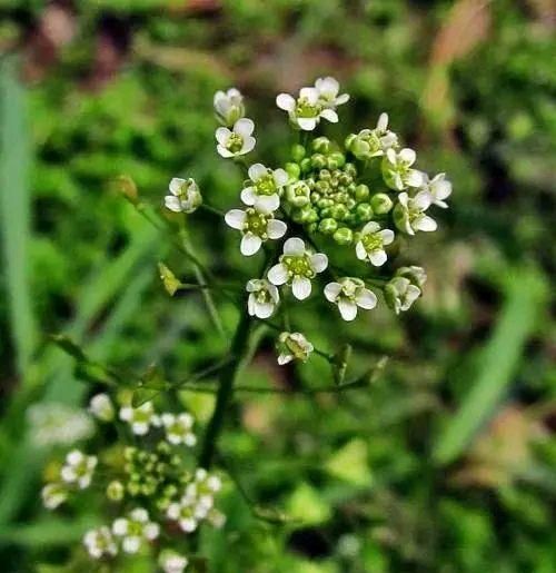 与荠菜长得很像的菜(和荠菜很像的植物)