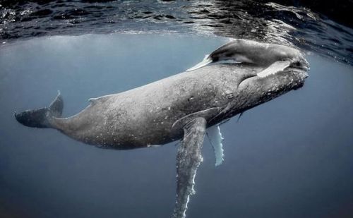 座头鲸为啥喜欢跟虎鲸作对(座头鲸和虎鲸的恩怨)