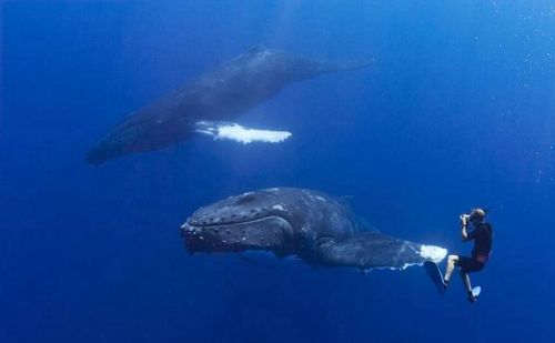 座头鲸为啥喜欢跟虎鲸作对(座头鲸和虎鲸的恩怨)