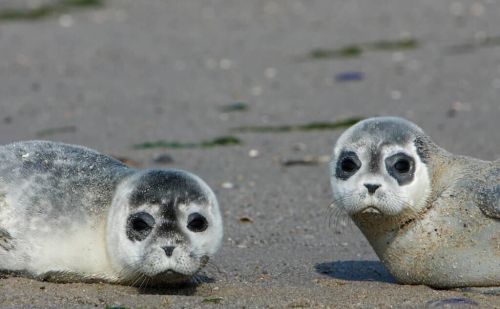 海豹怕不怕冷(海豹怕不怕冷气)