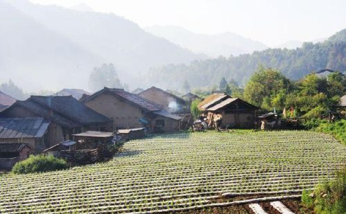 稻根科斗行如块田水今年一尺宽的意思(稻根科斗行如块田水今年一尺宽)