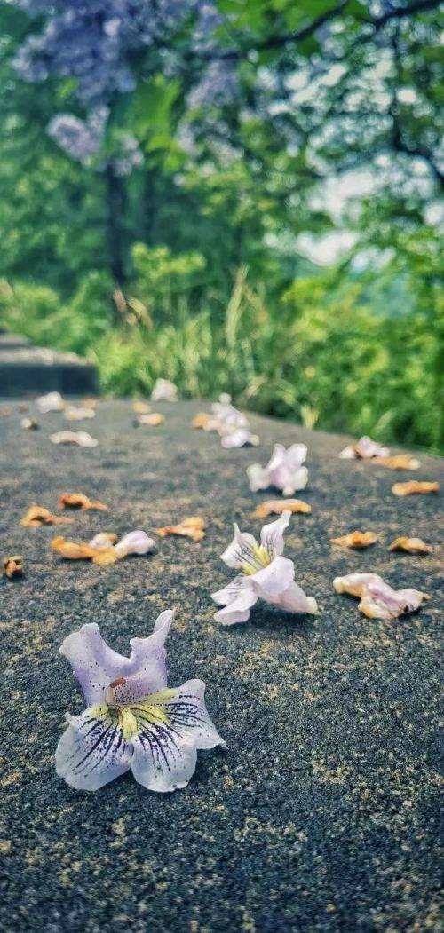 平淡流年的意思(平淡流年,愿岁月静好)