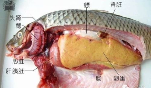 鱼类的内部结构(鱼的内部形态特征)