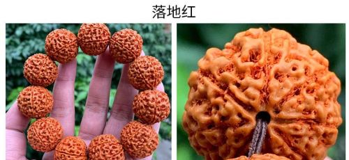 金刚菩提和落地红的区别鉴别方法(金刚菩提和落地红哪个好)