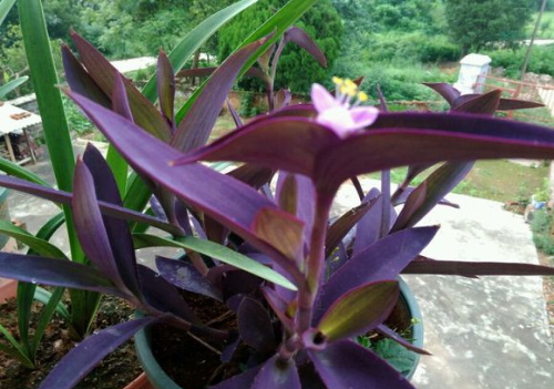 养花就选紫竹梅,好养易爆盆,叶子比花还要美吗(紫竹梅怎么养护和繁殖)