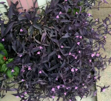 养花就选紫竹梅,好养易爆盆,叶子比花还要美吗(紫竹梅怎么养护和繁殖)