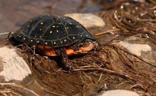 猪鼻龟,星点龟在什么环境下饲养好(猪鼻龟,星点龟在什么环境下饲养最好)