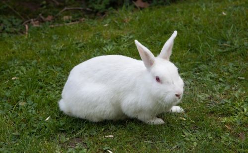 兔子除了吃草还能吃什么东西(兔子除了吃草还能吃什么当主食)