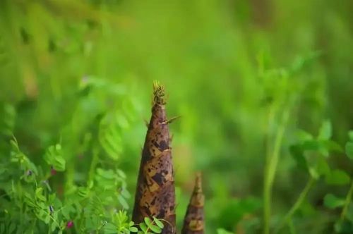 咏竹 未出土时先有节(咏竹未出土时先有节,至凌云处也虚心平仄)