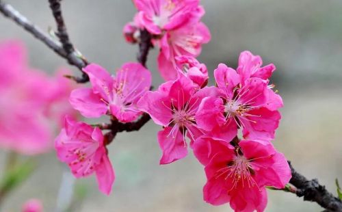 蝶恋花·桃花(蝶恋花·桃花劫)