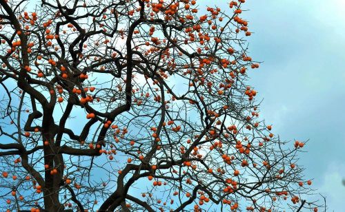 院子种植什么树吉祥(院子种这4种树)