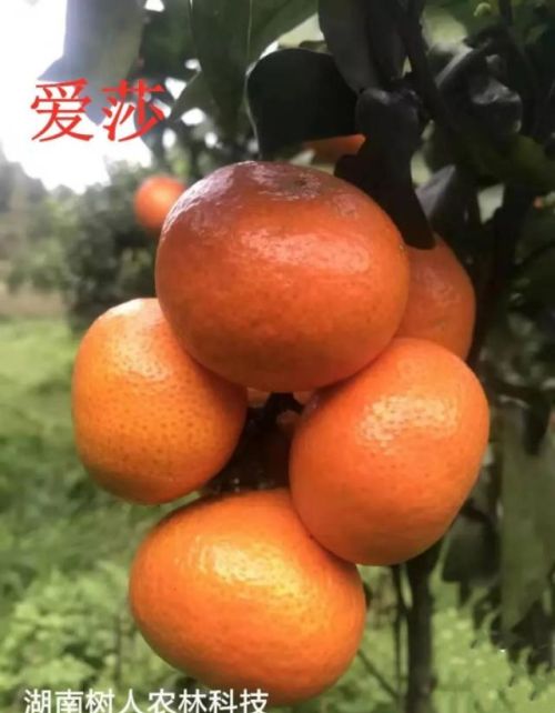 爱莎柑橘品种简介(爱莎柑橘图片)