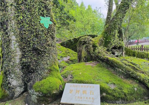 井冈山红色路线一日游(井冈山红色旅游线路)