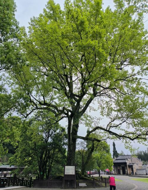 井冈山红色路线一日游(井冈山红色旅游线路)