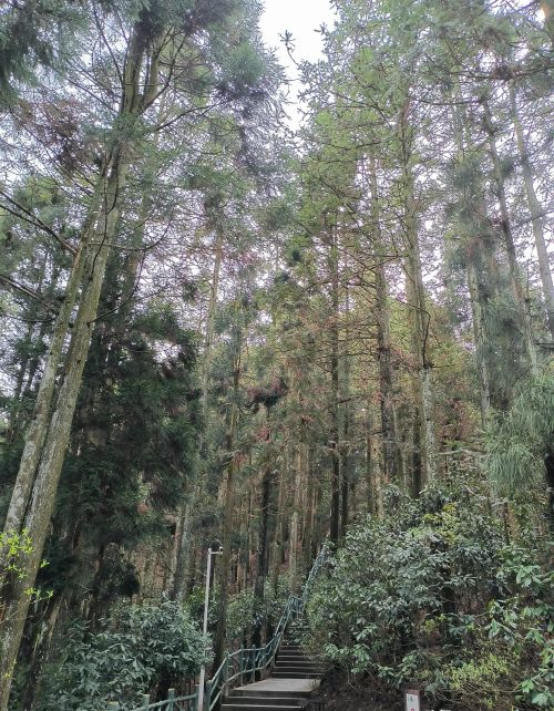 井冈山红色路线一日游(井冈山红色旅游线路)