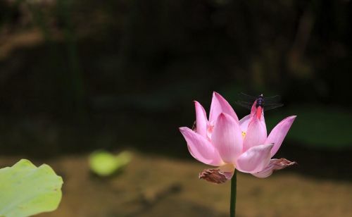 莲花的美，沁入心脾