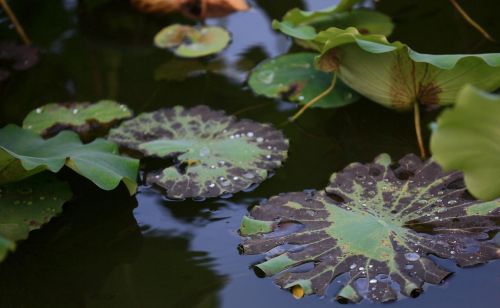 莲花的美，沁入心脾