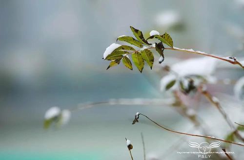 看着雪花飘落的季节是什么歌(看着雪花飘落)