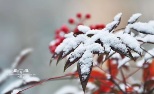 看着雪花飘落的季节是什么歌(看着雪花飘落)